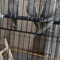 عروس هلندی|پرنده|تربت جام, میان جام|دیوار