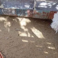 پای درختان پسته