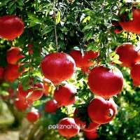 نهالستان گردو و میوه های دیرگل و پر بار پالیز|خدمات باغبانی و درختکاری|نظر کهریزی, |دیوار