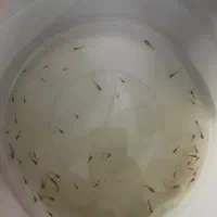 ۵۰تا بچه ماهی گوپی