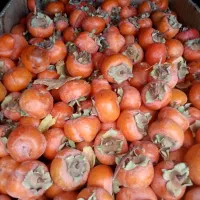 سرکه خرمالو