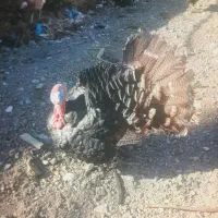 بوقلمون های محلی برنزوبوربون|حیوانات مزرعه|کامیاران, |دیوار