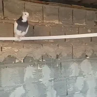 کبوتر زاغ و طوقی