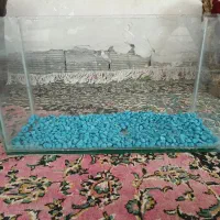 اکواریوم و با ماهی رایگان