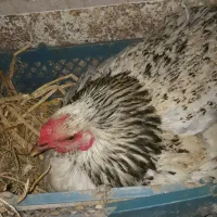 تخم مرغ نطفه دار وخوراکی اورگانیک|حیوانات مزرعه|رشت, نیروی دریایی|دیوار