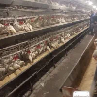 فروش مرغ داری تخم گذار بهترین نقطه البرز|فروش دفتر صنعتی، کشاورزی، تجاری|اشتهارد, |دیوار