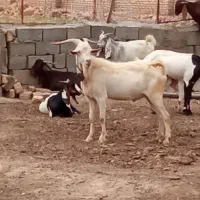 شیربزسانن محلی