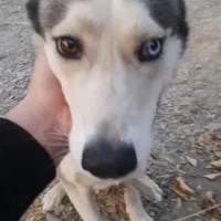 ژرمن و هاسکی