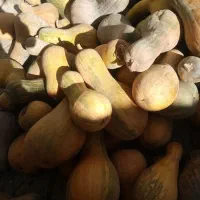 کدو حلوایی دوتن میشه بالا جام