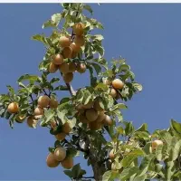 فروش فوری باغ|فروش زمین و ملک کلنگی|بوانات, |دیوار