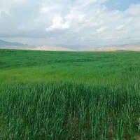 بذر گندم قابوس در پلدختر