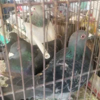 فروش پلاکی زدوخوردی یامعاوضه