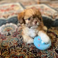 سگ آپارتمان خانگی|سگ|تهران, جوادیه تهرانپارس|دیوار