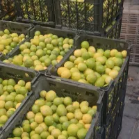 آبغوره و آبلیموی  طبیعی شیراز ارسال رایگان|خوردنی و آشامیدنی|شیراز, میرزاکوچک خان|دیوار