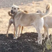 واگذاری سگ عراقی|سگ|اهر, |دیوار