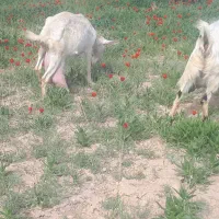 ۲عددبز بدون بزغاله.داخل عکس مشخصه