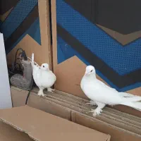 7 عدد کبوتر سفید