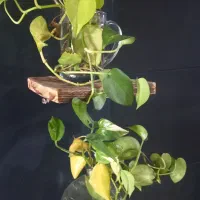 فروش مجتمع بصورت یکجا امیراباد