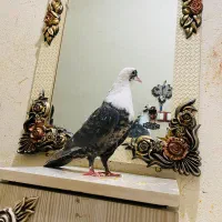 کفتر کلاغ کربلایی هفت‌رنگ سیاه آتیشی زرد