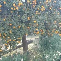 پرتقال شهسوار