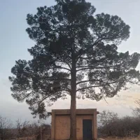 نیاز به کارگر اتباع