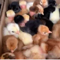 جوجه گردن ریت وکاکلی و محلی اصل اصل|حیوانات مزرعه|دهدشت, |دیوار