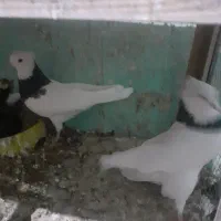 دوعددکبوتر نر وماده طوقی...