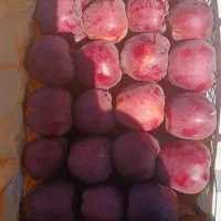 سیب فروشیدرجه یک