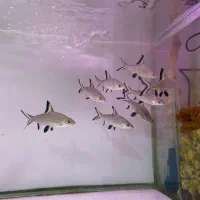 ماهی اکواریوم پروانه بار جدید شارژ شد