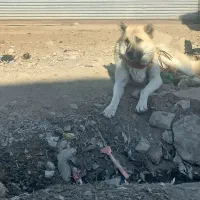 یک قلاده سگ|سگ|اسدآباد, |دیوار