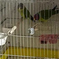 ی جفت ملنگو کله آلویی با کیفیت|پرنده|شاهینشهر, حافظ شمالی|دیوار