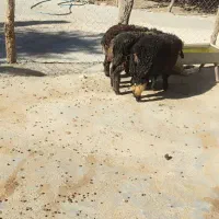 20 راس کهره ماده با چند عدد بره