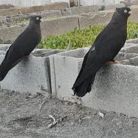 زاغ صربستانی