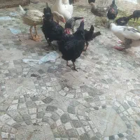 مرغ وخروس وغاز