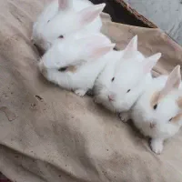 خرگوش