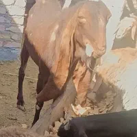 بزمری ....ونری|حیوانات مزرعه|زاهدان, |دیوار