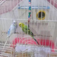 مرغ عشق|پرنده|خدا آفرین, |دیوار