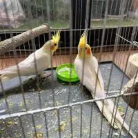 ۳ عدد عروس هلندی لوتینو|پرنده|اصفهان, خواجو|دیوار