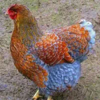 کارگر خانم جهت جمع آوری تخم مرغ