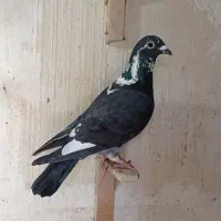 کفتر کبوتر پلاکی