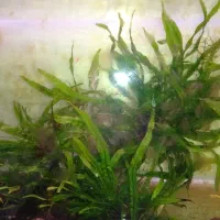 گیاه جاوا اکواریوم
