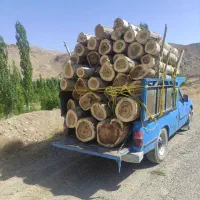 خرید چوب|خدمات باغبانی و درختکاری|شاهرود, |دیوار