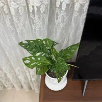 گل پتوس حصیری|گل و گیاه طبیعی|ارومیه, |دیوار