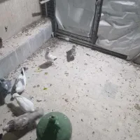 نه عدد کبوتر  سالم و سرحال همه رنگ دونسته