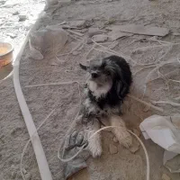 سگ پاکوتاه|سگ|شهرکرد, |دیوار