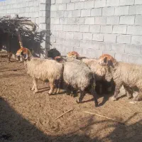 میش بختیاری|حیوانات مزرعه|شوشتر, |دیوار