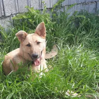 واگذاری سگ توله ژرمن