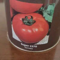 بذر گوجه فرنگی کانیون ایتالیا