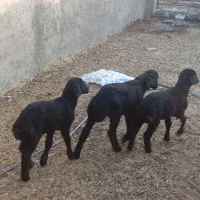 بره شیری و علف خور افشار