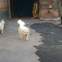 فروشی یک عدد حیوان خانگی